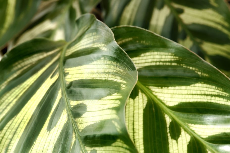 Planta marquesa: Descubre si es venenosa y cómo cuidarla