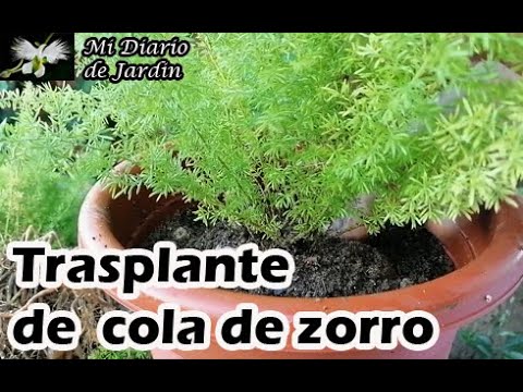 Esparraguera africana (Asparagus densiflorus): Características, cuidados y variedades