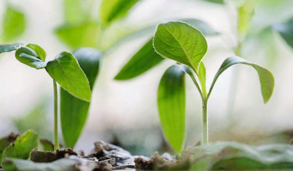 Estas son las semillas que más tardan en germinar