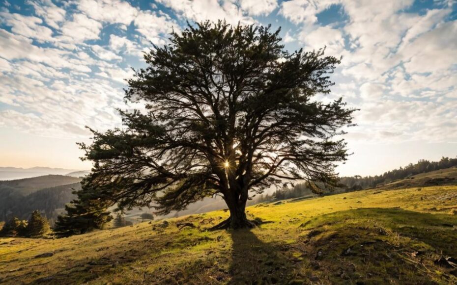 Estos son los grandes beneficios del árbol Kiri que seguro que desconoces