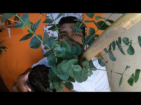 Eucalyptus cinerea: Descubre los beneficios y cuidados de esta planta aromática