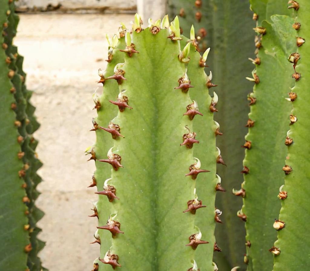 Euphorbia ammak: características y cuidados principales