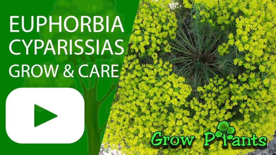Euphorbia cyparissias: Descubre todo sobre esta fascinante planta y sus propiedades