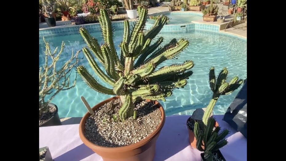 Euphorbia enopla: Descubre todo sobre esta fascinante planta y sus propiedades