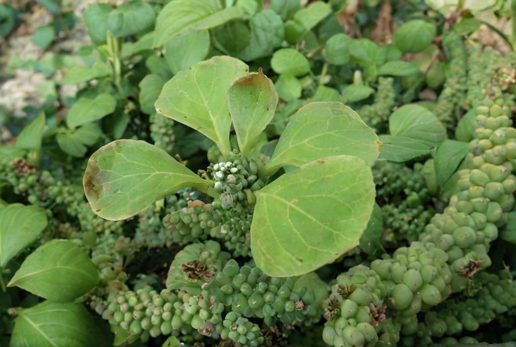 Euphorbia ritchiei