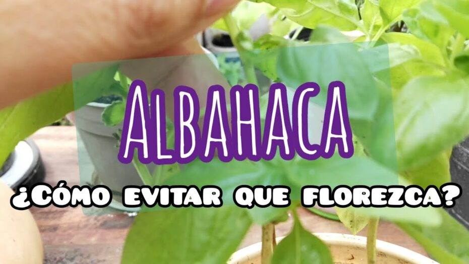 Albahaca: Cómo evitar su florecimiento y mantenerla en su mejor estado