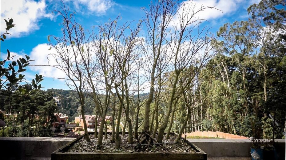 Tratamiento de enfermedades del Ficus benjamina: Guía completa