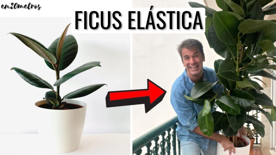Cuidados del Ficus elástica: Guía completa para mantener esta planta en óptimas condiciones