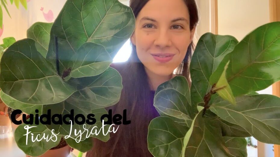 Cuidados del Ficus lyrata: todo lo que necesitas saber