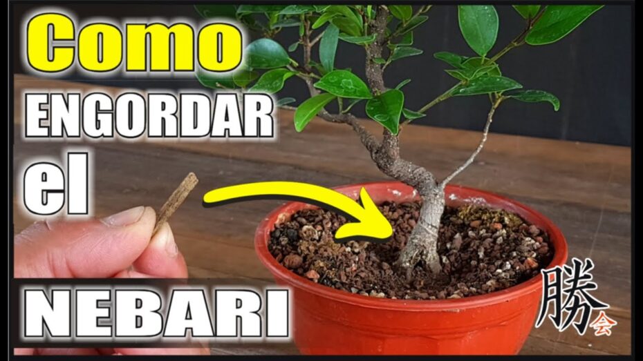 Ficus tiger bark: Todo lo que debes saber sobre esta fascinante planta