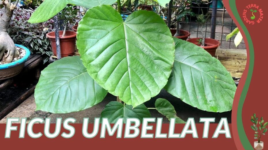 Ficus umbellata: Descubre todo sobre esta planta y su fascinante botánica
