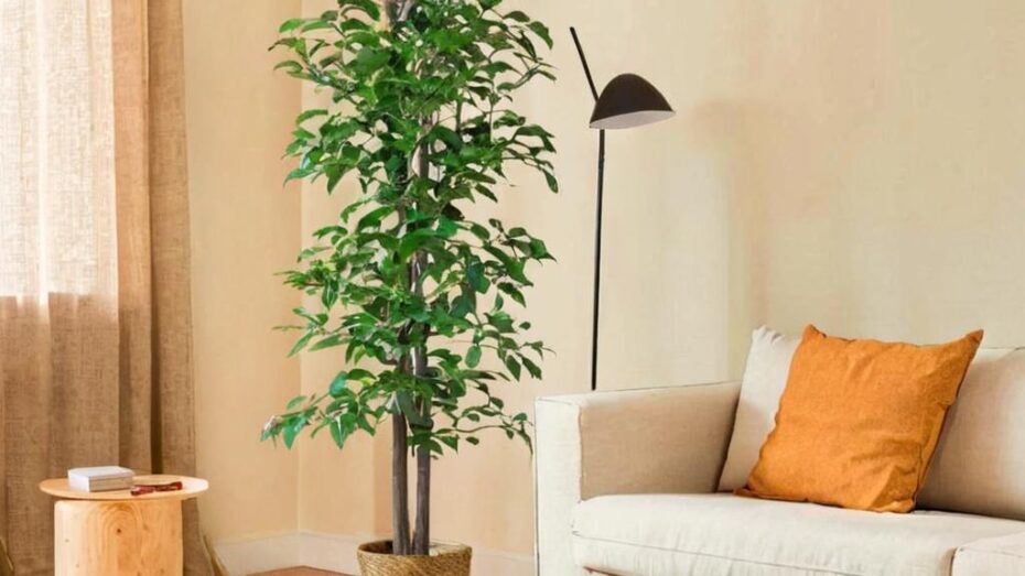 Ficus y Feng Shui: Armonizando tu hogar