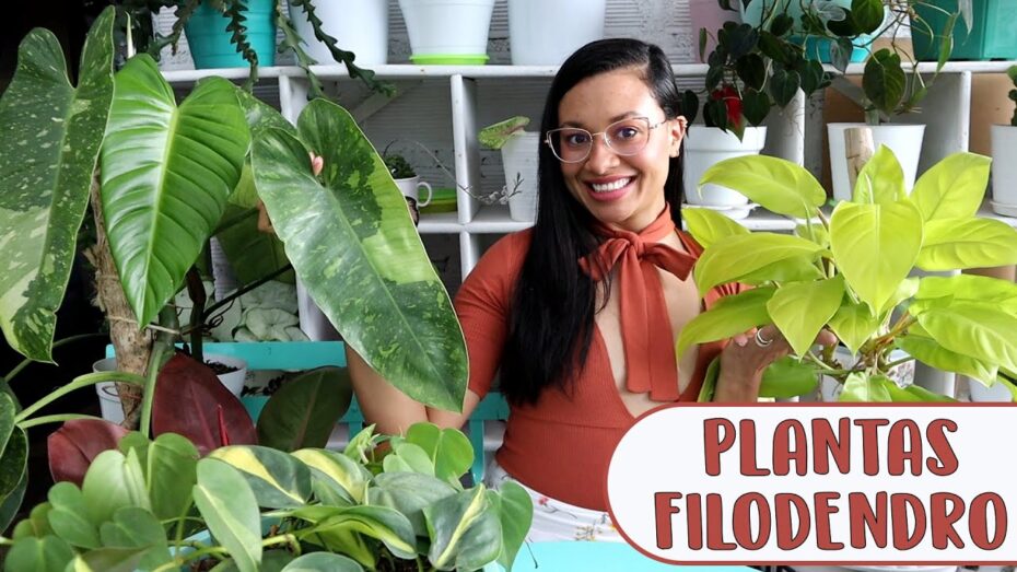 Cuidados del Filodendro: Guía completa para el cuidado de esta planta