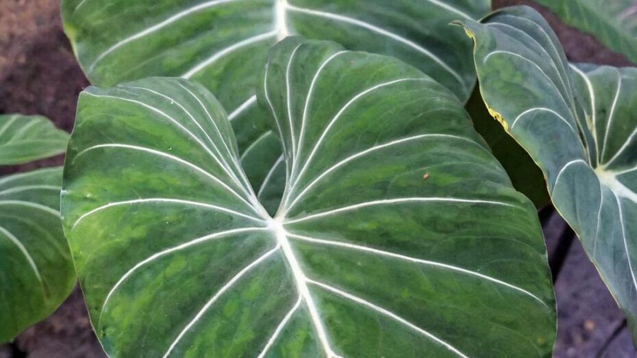 Filodendro glorioso: descubre la planta de moda