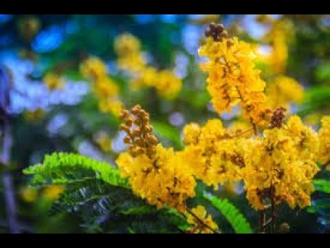 Flamboyan amarillo (Peltophorum pterocarpum): La hermosa especie de planta y su fascinante botánica