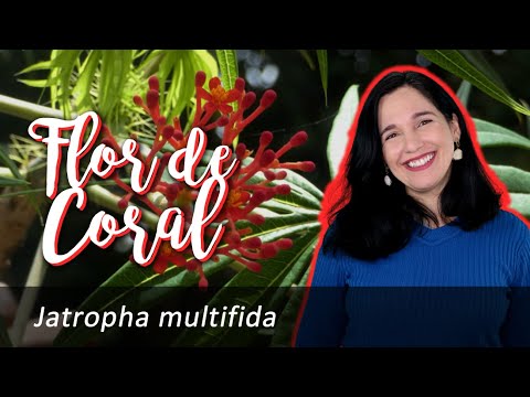 Jatropha multifida: Descubre la maravillosa Flor de Coral en este blog sobre plantas y botánica