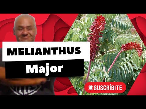 Melianthus major: Descubre todo sobre la flor de miel y su fascinante botánica