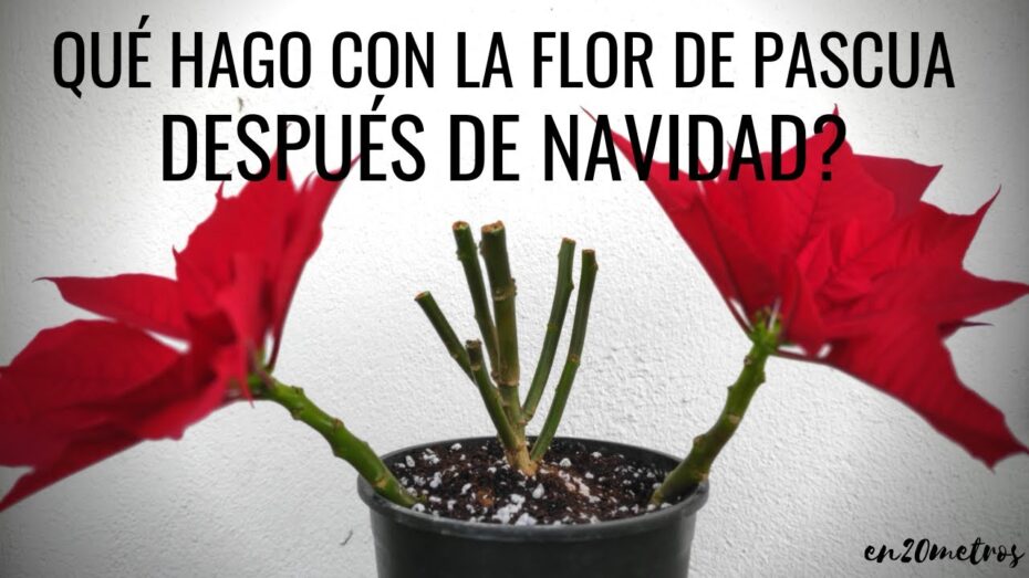 Cuidados de la Flor de Pascua después de la Navidad: todo lo que necesitas saber