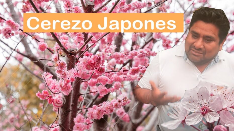 Cuidado y significado de la flor de sakura: todo lo que debes saber