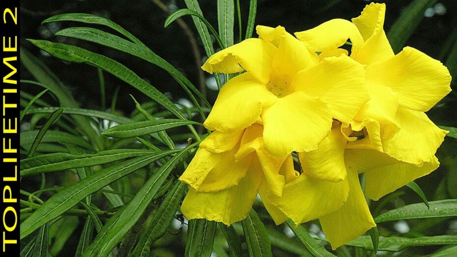 Plantas y botánica: Descubre las flores amarillas silvestres