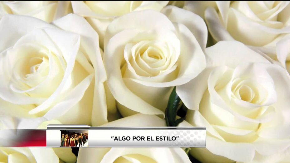 Regala flores blancas: la elección perfecta para sorprender
