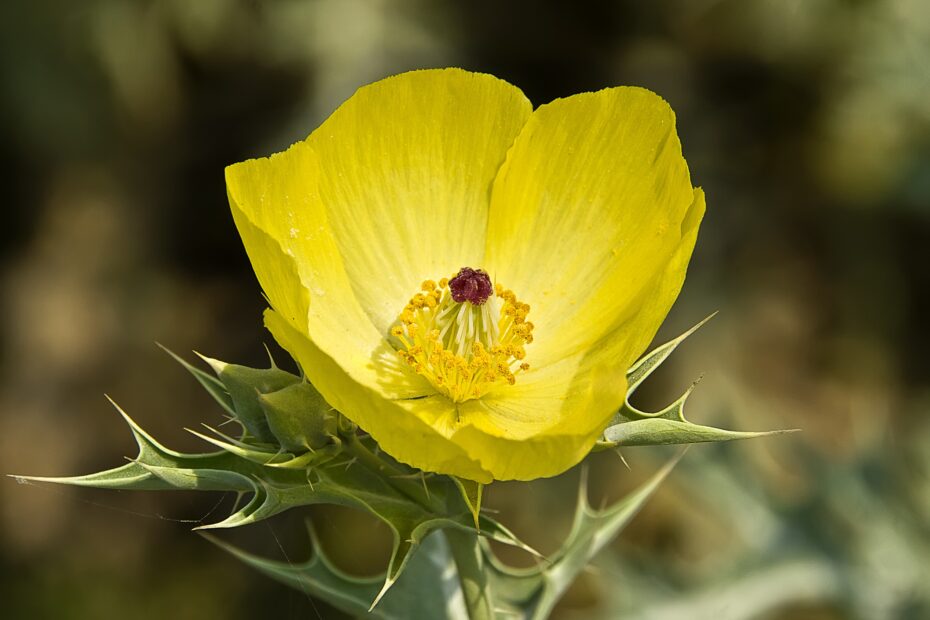 Mejicanas Flores: Descubre la Belleza y Variedad de las Plantas de México