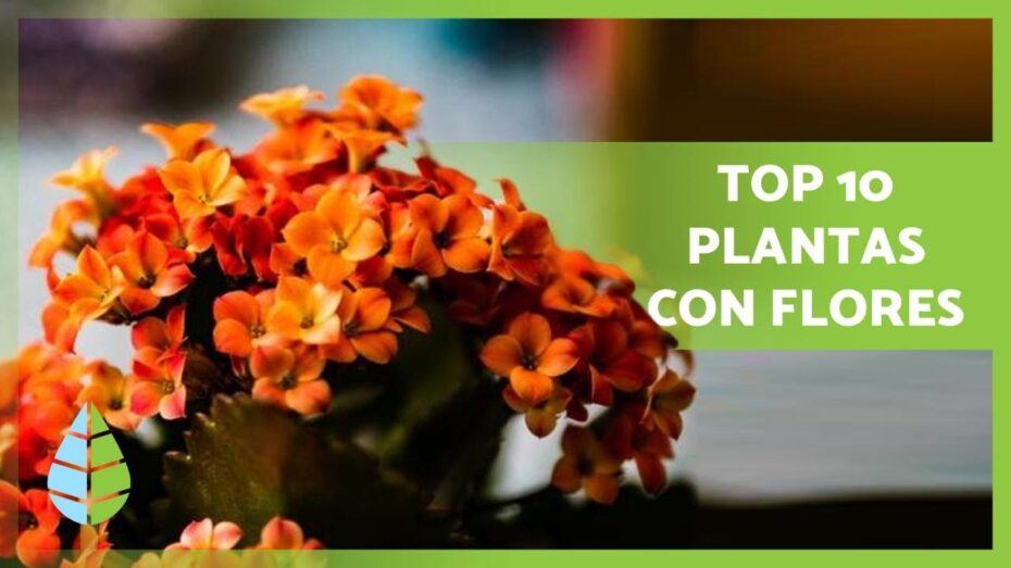 Plantas y botánica: Descubre las mejores flores ornamentales para interior