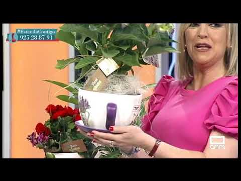 Regalos de flores para una madre: Descubre las mejores opciones