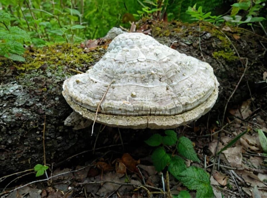 Fomes fomentarius el hongo con propiedades inflamables