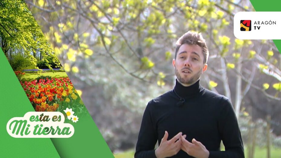 Olmo: Descubre el fruto que ofrece esta impresionante planta