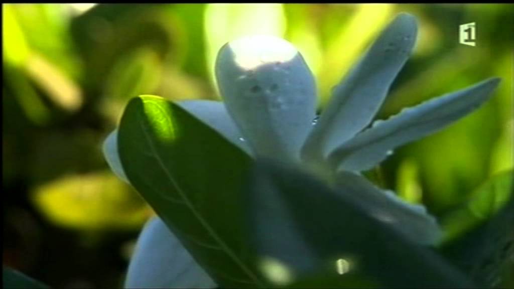 Gardenia tahitensis: Descubre los secretos de esta exótica planta y su impacto en la botánica
