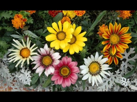 Cuidados de las Gazanias: todo lo que necesitas saber sobre esta planta