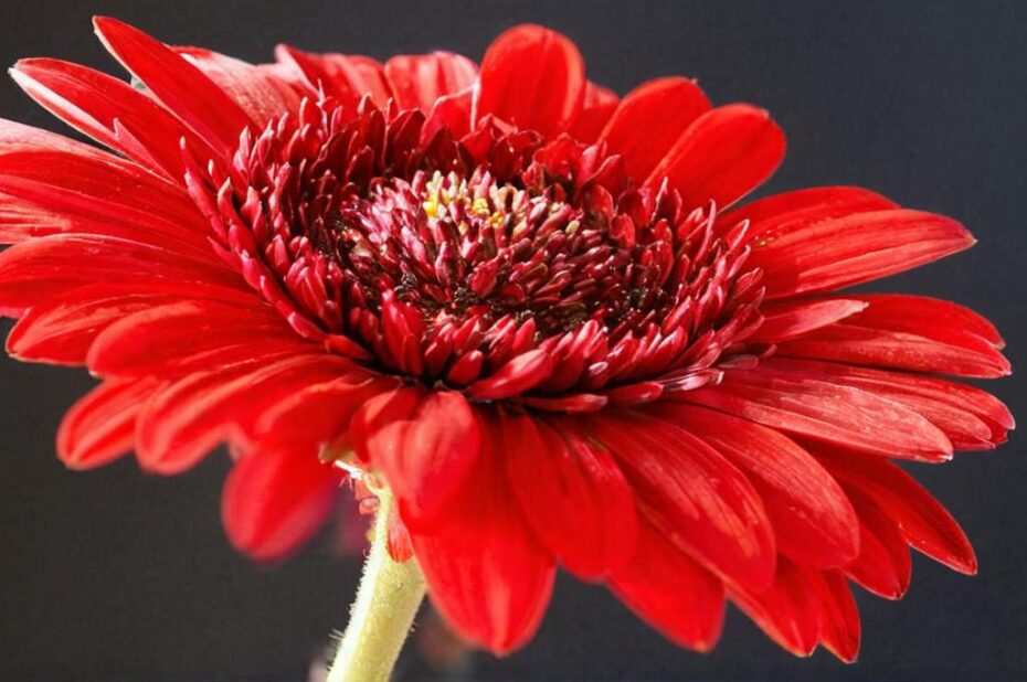Gerbera: ¿de interior o de exterior?