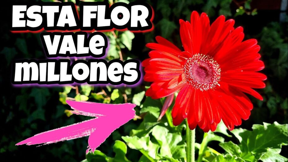 Gerbera: Plantas de interior o de exterior - Guía completa