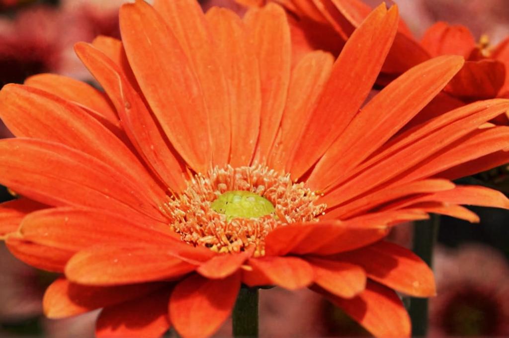 Gerbera