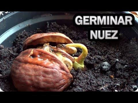 Germinando una nuez: Aprende cómo hacerlo de manera efectiva