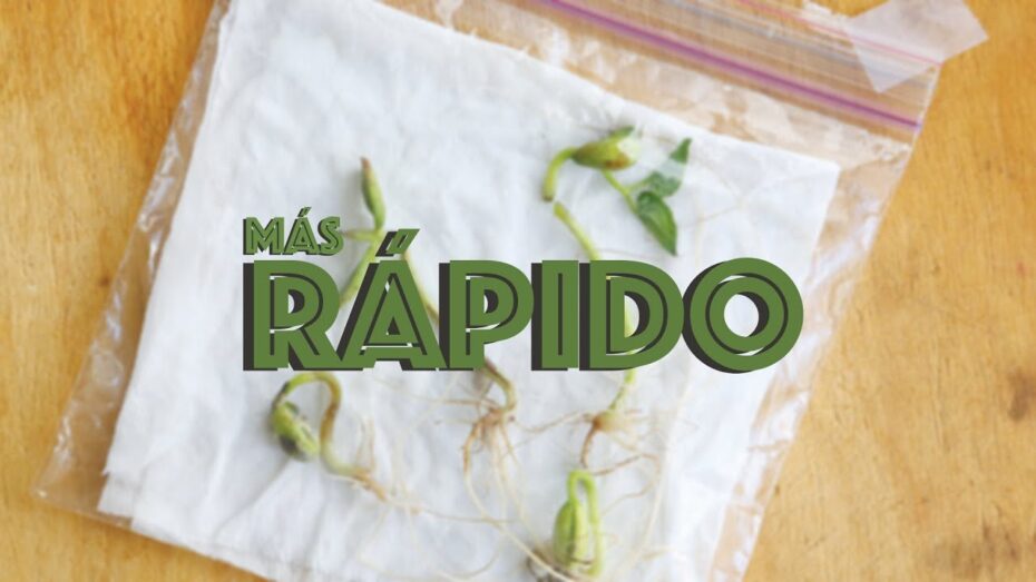 Germinar semillas: 3 métodos fáciles y rápidos para hacerlo