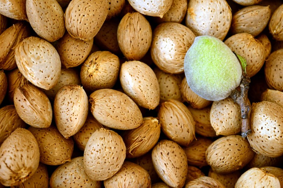 Germinación de semillas de durazno: guía completa para un exitoso cultivo