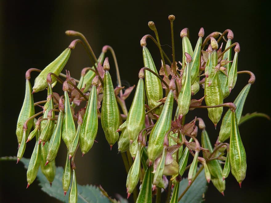 Ginseng indio (Withania somnifera): Beneficios y propiedades de esta planta medicinal