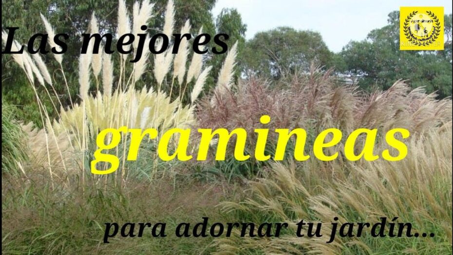 Ornamentales: Descubre las maravillas de las Gramíneas en el jardín