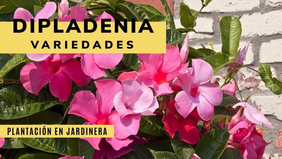 Jardinera con celosía: Guía de compra para amantes de las plantas y la botánica
