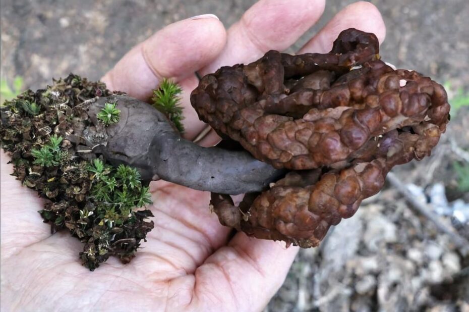 Gyromitra esculenta, características de una de las setas más peligrosas
