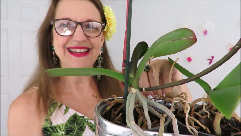 Orquídeas: Cómo actuar cuando las varas se secan