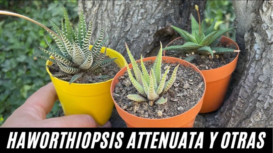 Cuidados de Haworthia attenuata: todo lo que necesitas saber