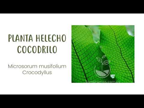Helecho cocodrilo: Todo sobre el Microsorium musifolium ‘Crocydyllus’