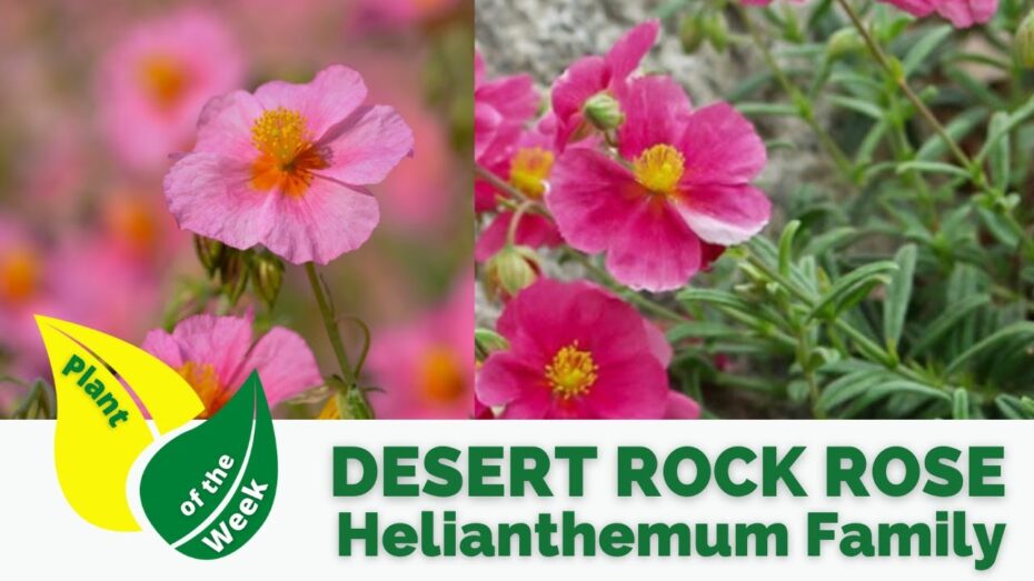 Helianthemum: Descubre todo sobre esta planta y su fascinante botánica