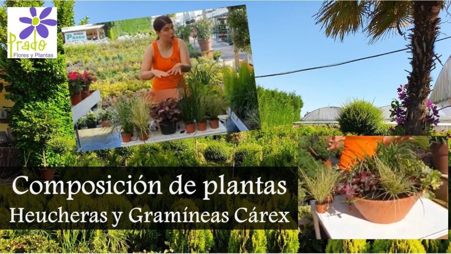 Cuidados y tipos de Heuchera: todo lo que debes saber sobre estas plantas.