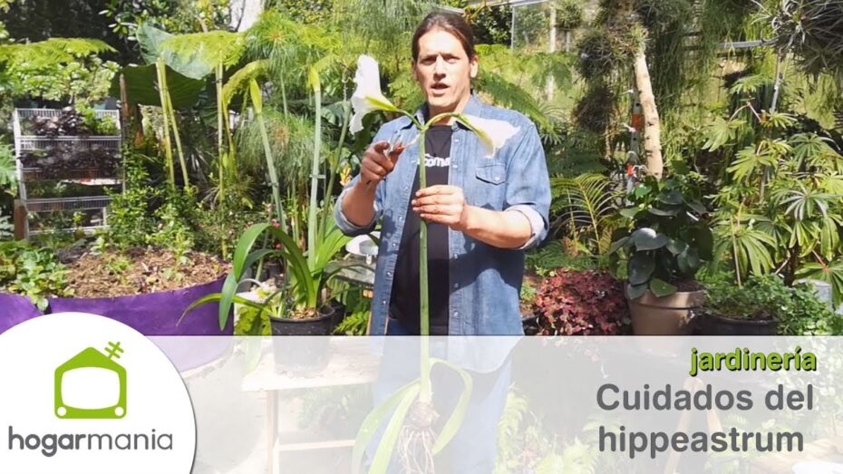 Cuidados del Hippeastrum: Todo lo que necesitas saber sobre esta planta