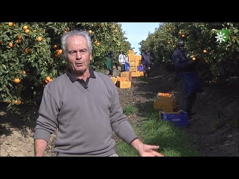 La fascinante historia de la mandarina: desde su origen hasta su popularidad en la actualidad