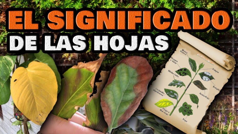 Enrollamiento de hojas en las plantas: causas, tratamientos y prevención
